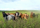 Pferdegruppe auf einer Weide bei Lühdorf : Pferde, Weide